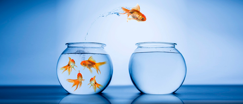 serial-entrepreneur-goldfish