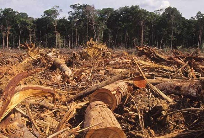 Deforested area with felled trees and stumps in the foreground, dense forest in the background. Represents environmental impact and deforestation.