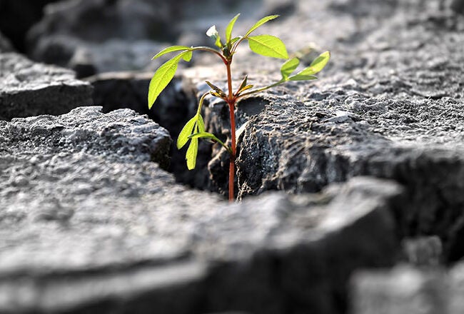 A small green plant growing through cracked, dry earth, symbolizing resilience and hope amidst adversity.