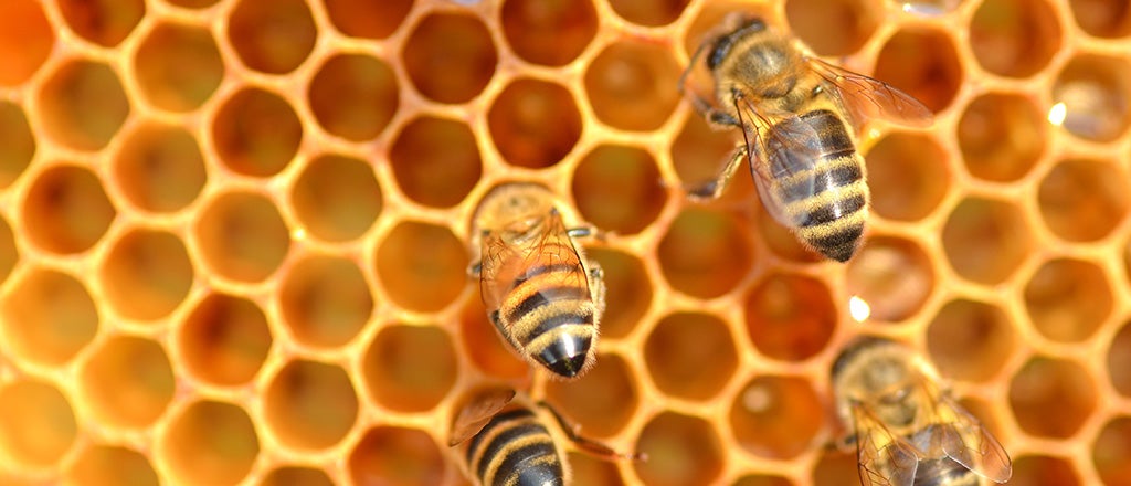 How do bees make Honey? 4 Steps that Honeybees make.