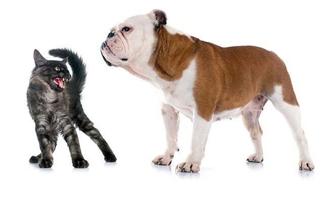 A fluffy gray cat is arching its back and hissing at a brown and white bulldog, which is standing calmly. The scene suggests tension between the two animals.