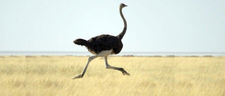 What Ostriches Can Teach Us About Risk - Knowledge at Wharton