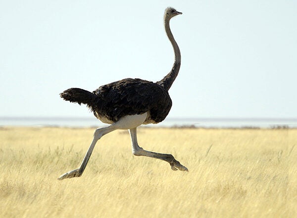 An Ostrich View That We'll Gladly Take!