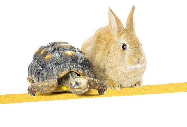 A tortoise and a rabbit are positioned at a starting line, symbolizing the fable "The Tortoise and the Hare."