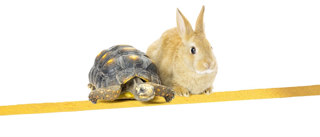 Fast hare and slow tortoise. Hare Passed the Tortoise image. Read and say Hare or Tortoise.