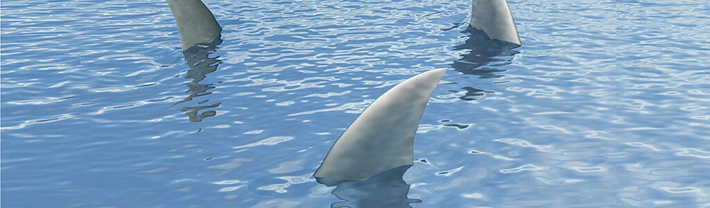 Three shark fins visible above the water surface in a calm ocean setting.