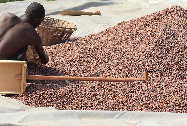 A person is sitting on the ground working with a large pile of cocoa beans, using tools and a basket for processing in an outdoor setting.