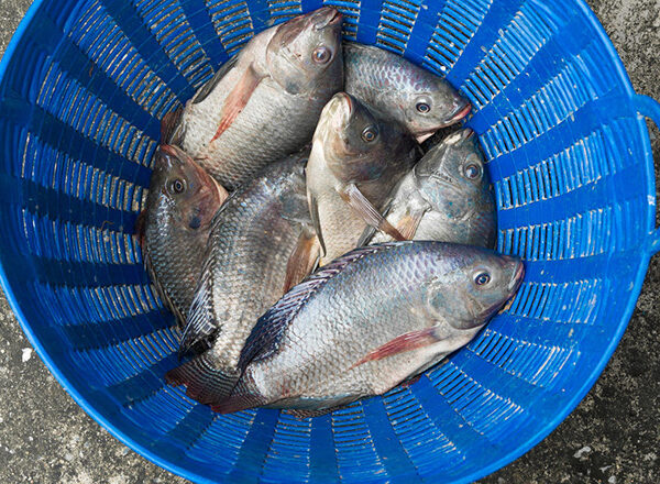A Fish Farming Social Enterprise Wants to Lead a 'Blue Revolution' -  Knowledge at Wharton