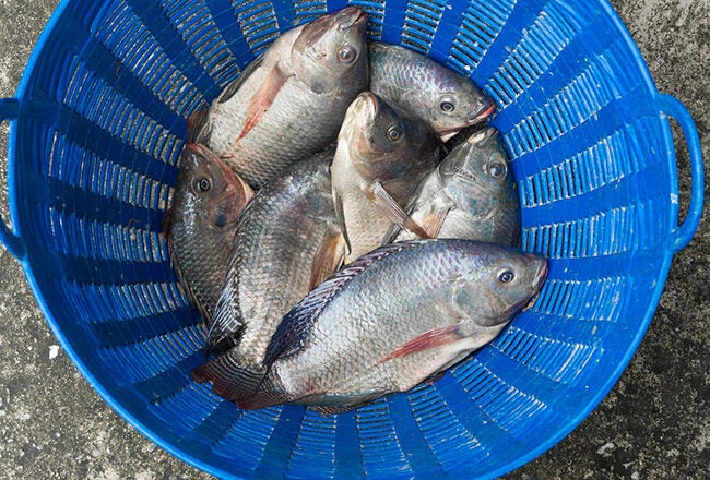 A blue plastic basket containing several fresh fish, placed on a concrete surface.
