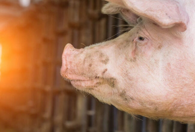 A close-up side profile of a pig''s head in a barn-like setting with sunlight streaming in from the background.