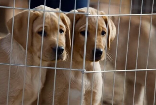 Two Labrador Retriever puppies behind a metal fence, looking out with curious expressions.