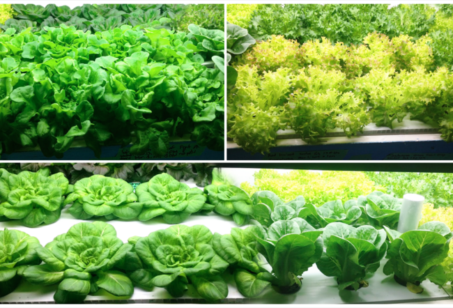 Various types of lettuce growing hydroponically in a controlled environment, displaying lush green and healthy leaves.