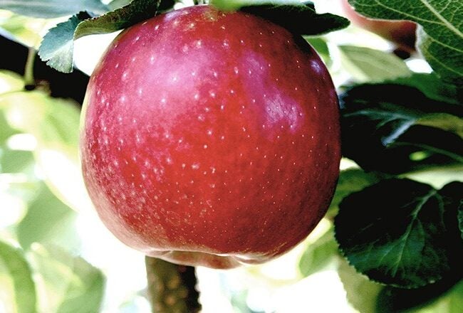 A ripe red apple hanging from a tree branch surrounded by green leaves.