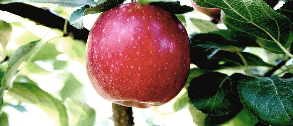 Gala Apples - 5 lbs – Oly Eats