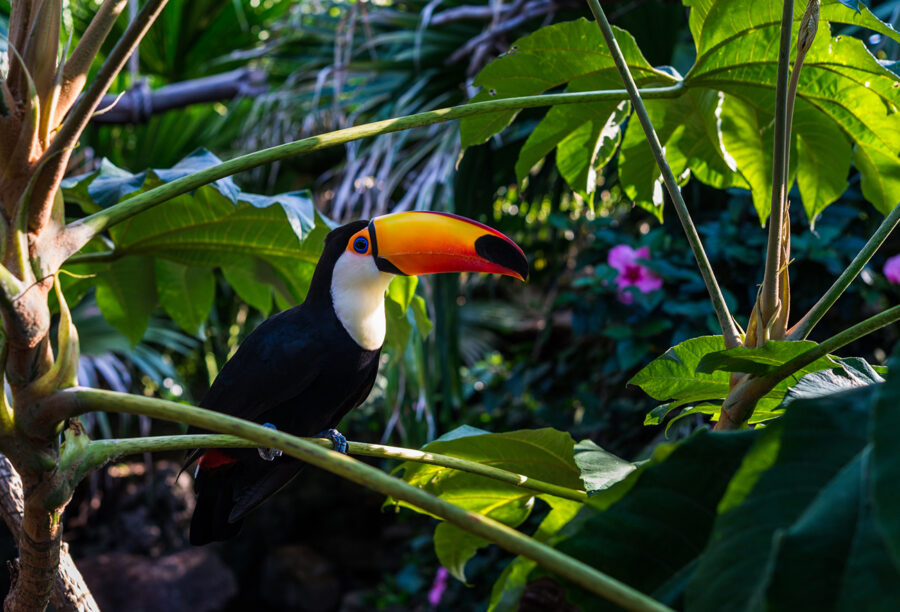 Toucan sitting on a tree in the tropical forest to illustrate the prevention of Amazon rainforest deforestation