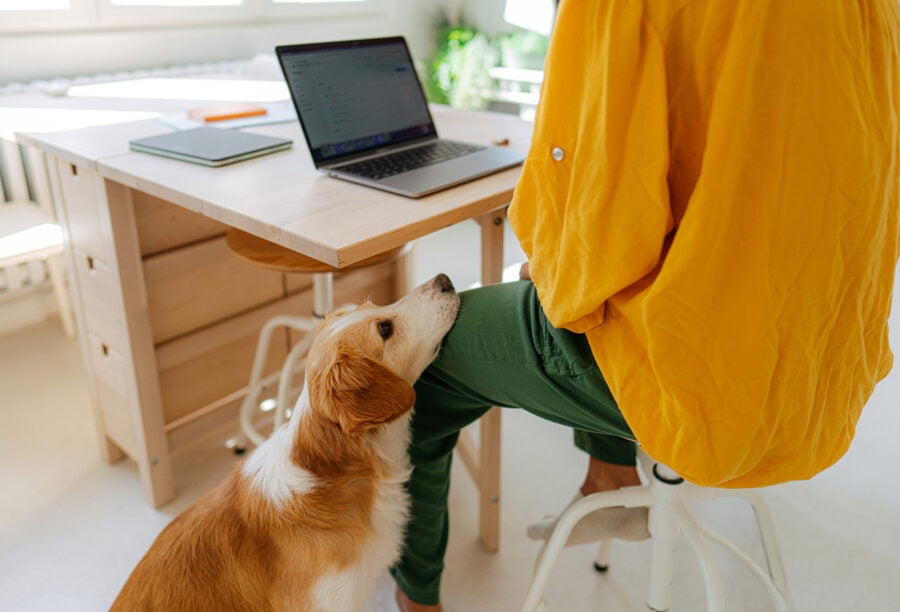 Dog waiting patiently for his owner to finish working on their laptop